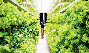 The Future of Sustainable Agriculture: Vertical Farming