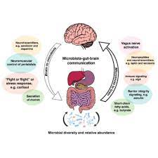Nutrition and Mental Health: The Gut-Brain Connection